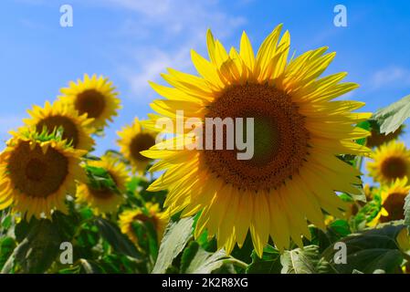 Eine gelbe Sonnenblume gegen ein landwirtschaftliches Feld Stockfoto