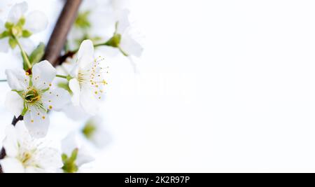 Verträumte Kirschblüten als natürliche Grenze. Schöne Natur Frühling Hintergrund mit einem Zweig der blühenden Kirsche. Platz für Text kopieren Stockfoto