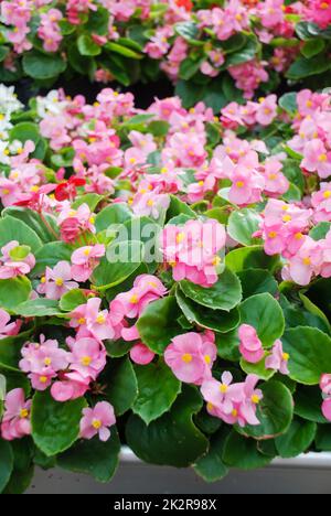 Begonien, semperflorens begonias, im Garten, getopfte Begonien Stockfoto