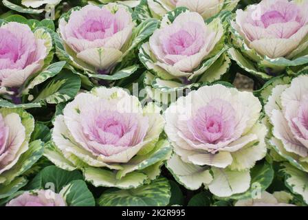 Zierkohl im botanischen Garten, Blumen und Pflanzen, Umwelt Stockfoto