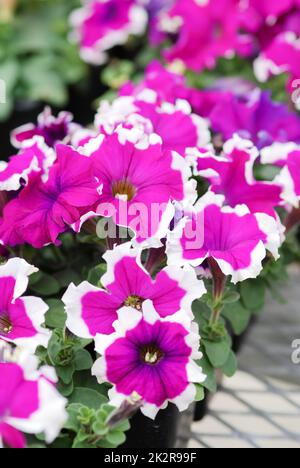 Petunia, Petunias im Tablett, Petunia im Topf Stockfoto