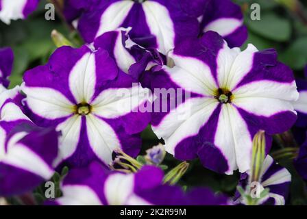 Petunia, Petunias im Tablett, Petunia im Topf Stockfoto