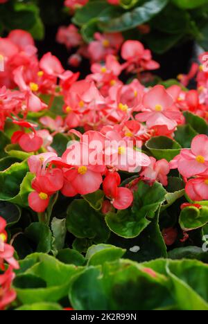 Begonien, semperflorens begonias, im Garten, getopfte Begonien Stockfoto