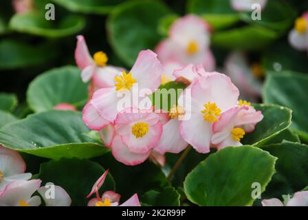 Begonien, semperflorens begonias, im Garten, getopfte Begonien Stockfoto