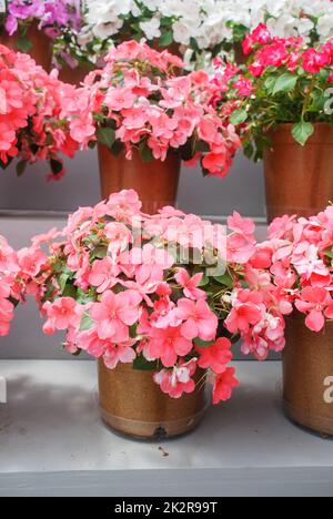 impatiens in Topf, wissenschaftlicher Name Impatiens Walleriana Blumen auch als Balsam bezeichnet, Blumenbeet der Blüten Stockfoto