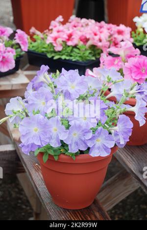 Petunia, Petunias im Tablett, Petunia im Topf Stockfoto