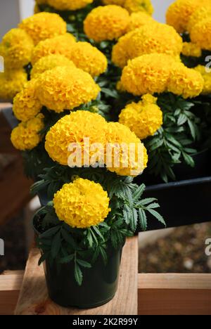 Gelb-Ringelblume (Tagetes erecta, mexikanische Ringelblume) Stockfoto