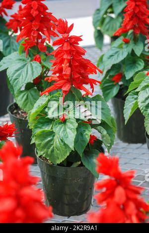 Rote Salvia Splendens, rote Blumenpflanzen im schwarzen Topf Stockfoto