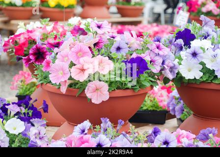 Petunia, Petunias im Tablett, Petunia im Topf Stockfoto