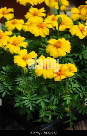 Tagetes patula, französische Ringelblume in Blüte, orangefarbene gelbe Blumen, grüne Blätter Stockfoto