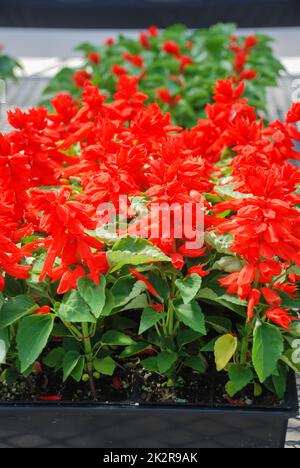 Rote Salvia Splendens, rote Blumenpflanzen in der schwarzen Schale Stockfoto