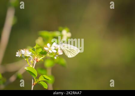 Ein grüner, weißer Schmetterling, ein weißer Schmetterling auf einer Blume. Stockfoto