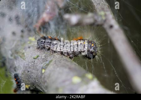 Eine Raupe (dunkle Version) der Haseneule. Stockfoto