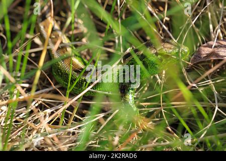 Gut getarnt eine männliche Zaun-Eidechse im Gras. Stockfoto