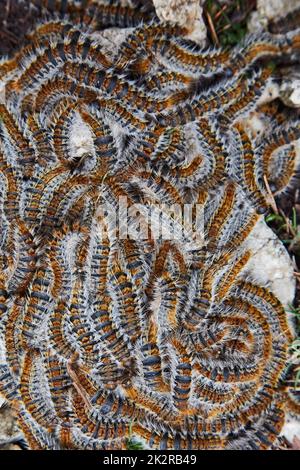 Raupen krabbeln im Schwarm Stockfoto