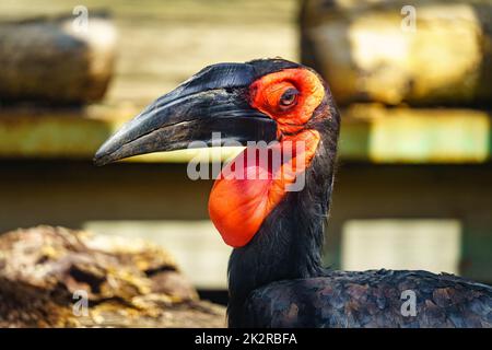 Großer Hornschnabel mit schwarzem Schnabel und rotem Gesicht und Brust, exotischer Vogel Asiens. Stockfoto