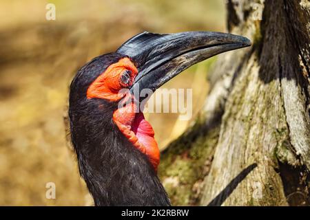 Großer Hornschnabel mit schwarzem Schnabel und rotem Gesicht und Brust, exotischer Vogel Asiens. Stockfoto