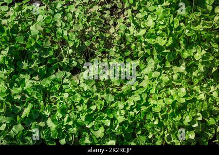 Winter Purslane in Makro-Nahaufnahme, organisch kultivierte Gartenpflanzen, gesundes grünes Gemüse. Stockfoto