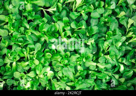 Nahaufnahme von nassfrischem grünem Lammsalat (Valerianella) Valerianella locusta Stockfoto