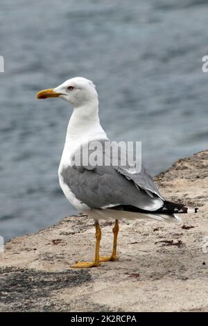 gemeinsamen Möwe Stockfoto