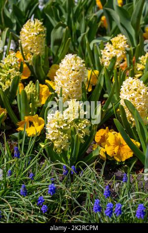 Gelbe Blüten blühender Hyazinthen im Garten, Frühling Stockfoto