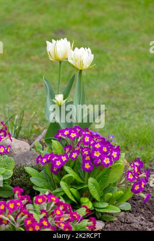 Wunderschöne Frühlingsblumen aus weißen Tulpen und bunten Primueln, die im Garten blühen, aus nächster Nähe Stockfoto