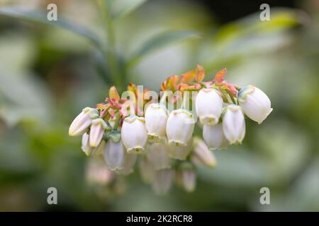 Weiße Blüten des blühenden nördlichen Hochbusches Heidelbeerbusches im Garten, aus der Nähe Stockfoto