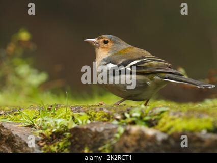 Nahaufnahme des Männchens des Buchfinkens von Madeira - Fringilla coelebs maderensis - das auf dem Boden mit buntem Hintergrund auf der Insel Madeira sitzt Stockfoto