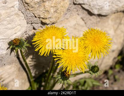 Nahaufnahme von schönen gelben Dandelion-Blüten Stockfoto