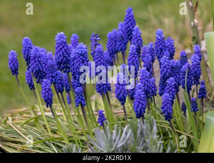 Traubenhyazinthe Muscari Armeniacum Blüte Im Frühjahr. Stockfoto