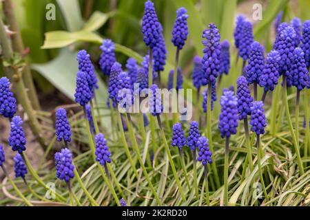 Traubenhyazinthe Muscari Armeniacum Blüte Im Frühjahr. Stockfoto