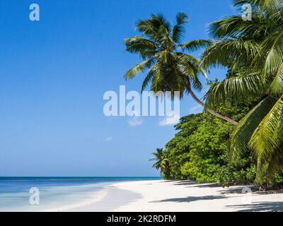 Seychellen, Praslin - Anse St. Sauveur Stockfoto