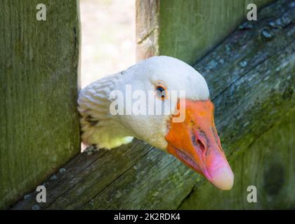 Nahaufnahme Gans Blick durch den Zaun des Outdoor-Farm-Bereich Stockfoto