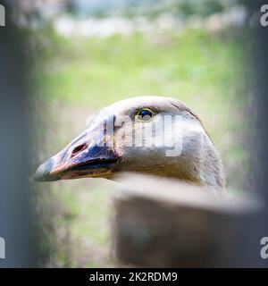 Nahaufnahme Gans Blick durch den Zaun des Outdoor-Farm-Bereich Stockfoto