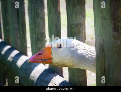 Nahaufnahme Gans Blick durch den Zaun des Outdoor-Farm-Bereich Stockfoto