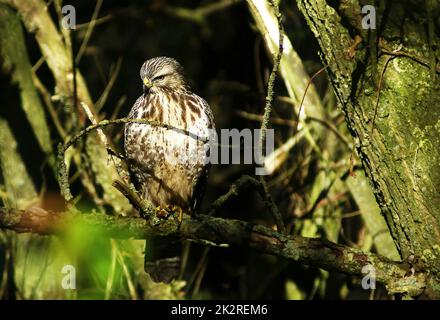 Ein eurasischer Geier in der Natur, der auf einem Ast sitzt Stockfoto