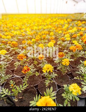 Tagetes in der Pflanzenzüchtung. Stockfoto