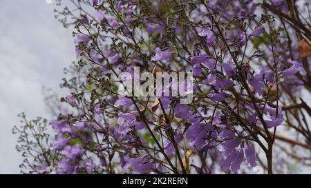 Blühender Jacaranda ein schöner Baum mit violetten Blüten. Blühender Jacaranda-Baum. Frühling in Israel Stockfoto