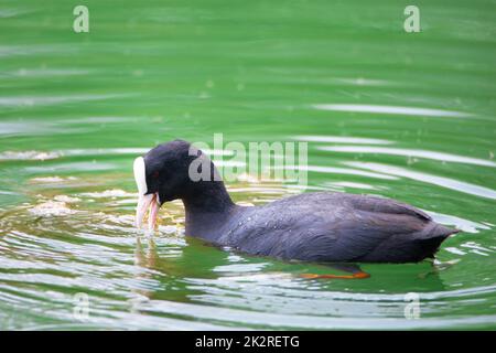 Gewöhnlicher Schwarzer Ruß, der in einem Teich schwimmend ist, Gattung Fulica, Wasservögel in Europa, Vogelbeobachtung in der Natur Stockfoto