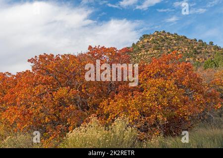 Herbstfarben in der Hochwüste Stockfoto