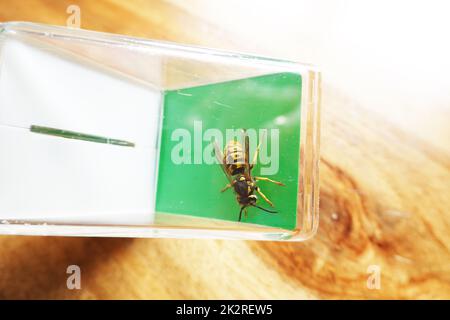 Deutsche Wespe (Vespula germanica) - vermutlich eine KÃ¶nigin, gefangen mit einem InsektenfÃ¤nger Stockfoto