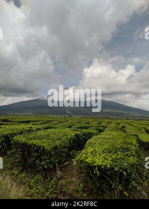 Eine wunderschöne vertikale Aufnahme eines wunderschönen Teegartens mit niedrigen Wolken, die einen Berg im Hintergrund bedecken Stockfoto