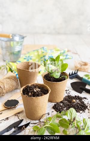 Minzkeimlinge in biologisch abbaubaren Töpfen in der Nähe von Gartengeräten. Gartenarbeit im Innenbereich, Keimung von Kräutersamen Stockfoto