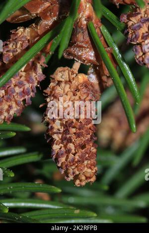 Fichtenblüte, Picea abies, Männerblüte Stockfoto