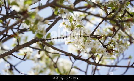 Blühender Birnenbaum Pyrus syriaca Diese Familie von Zierbäumen bringt weiße Frühlingsblüten hervor. Weiße Blüten des Pyrus syriaca-Baumes Stockfoto