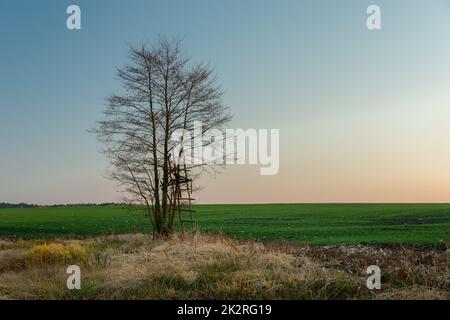 Eine Leiter an einem Baum ohne Blätter Stockfoto