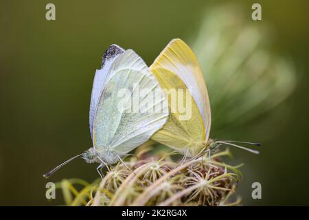 Zwei weiße Schmetterlinge paaren sich auf einer Pflanze. Stockfoto