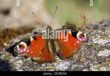 Ein Porträt von einem Tagespfau, der auf einem Stein sitzt. Stockfoto