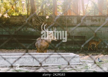 Ein Barking Deer in einem Park. Blick durch den Zaun. Tiere in Gefangenschaft. Stockfoto