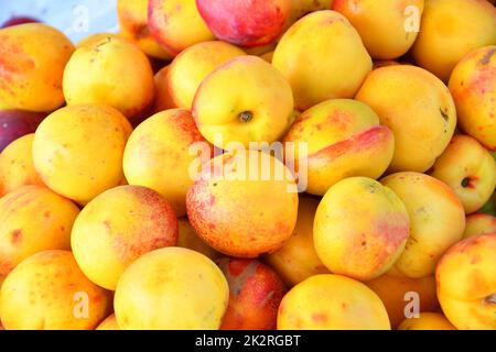 Reife Nektarinen (Latin Prunus persica) der Neuernte Stockfoto